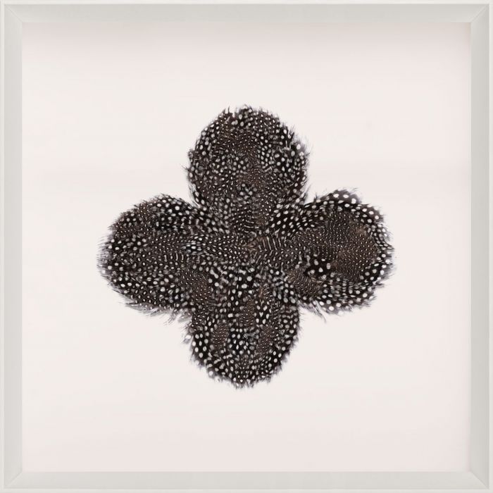 Natural Curiosities Victoria Mounted Feathers Art