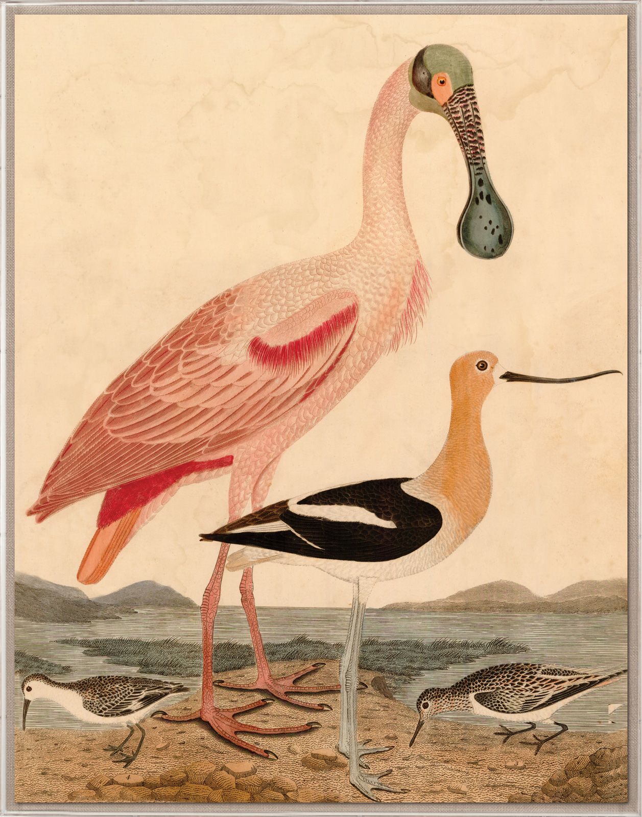 Natural Curiosities Warnicke Spoonbill Art