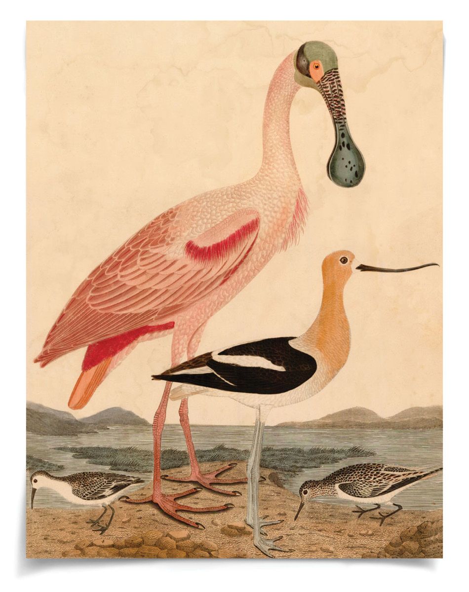 Natural Curiosities Warnicke Spoonbill Art