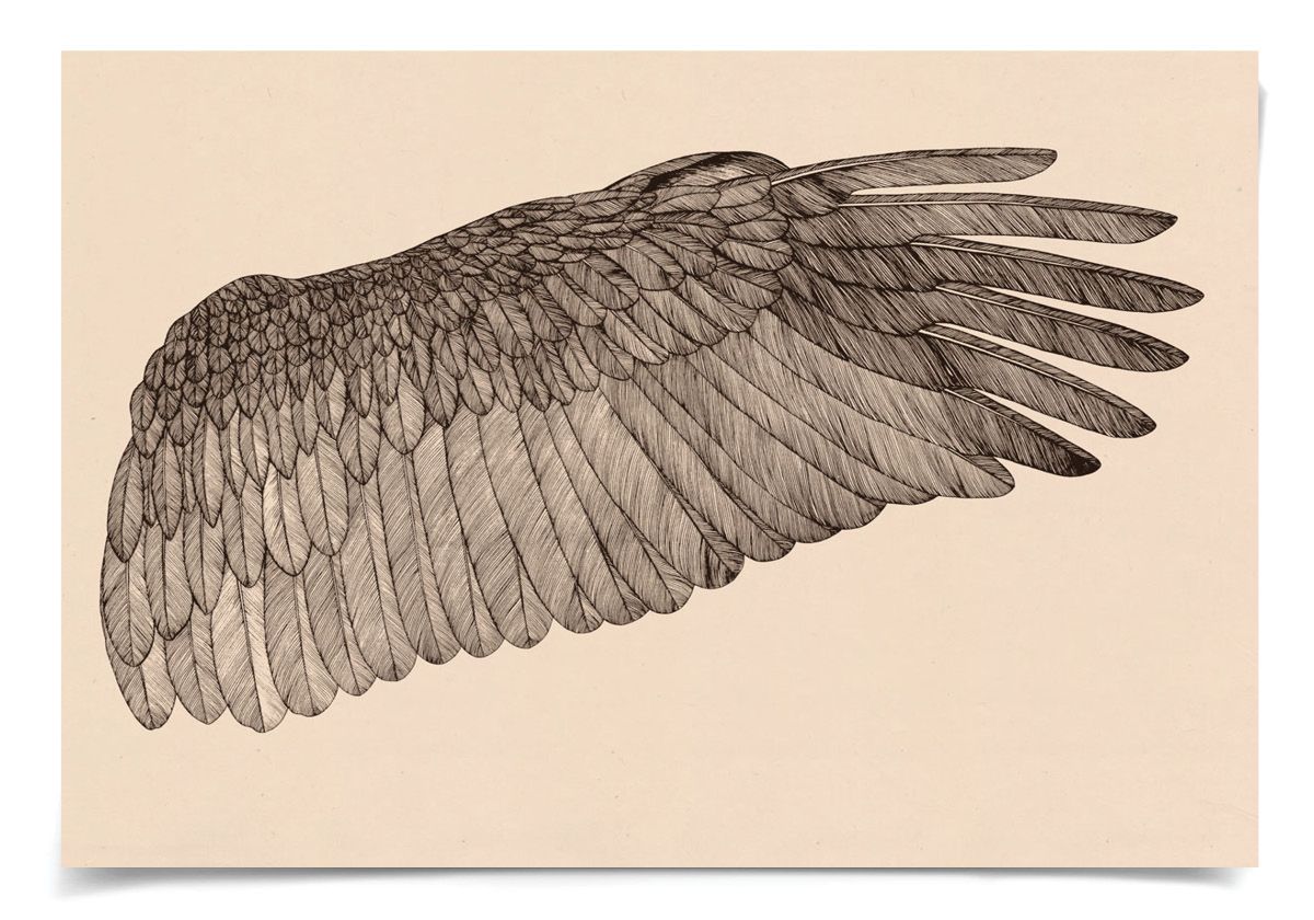 Natural Curiosities Wings of Love, Right Framed Art